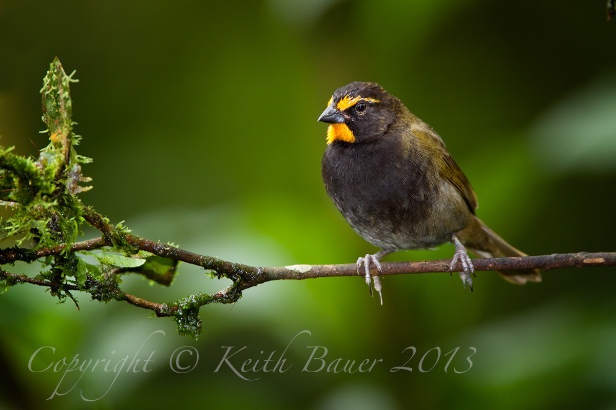 Yellow Faced Grassquit