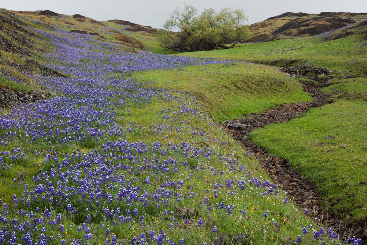 California spring