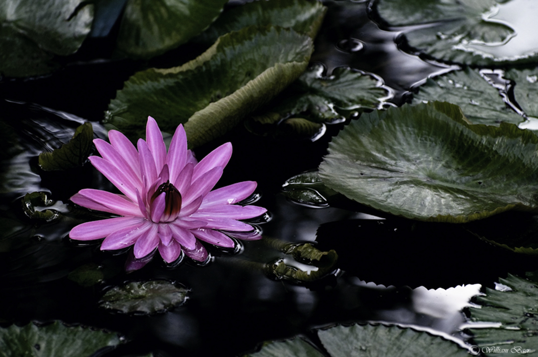 Beauty In The Pond