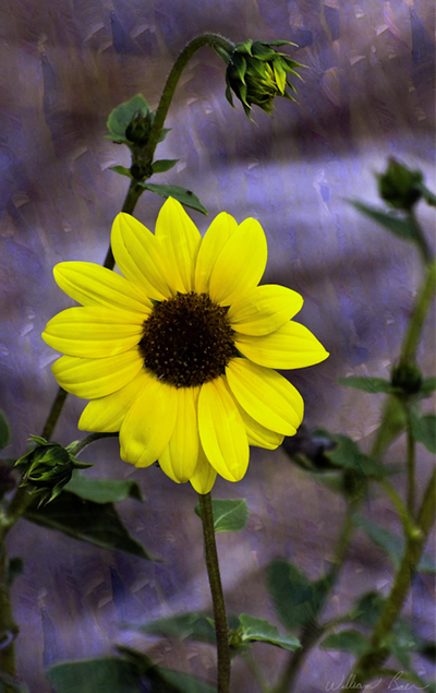 Wild Sunflower