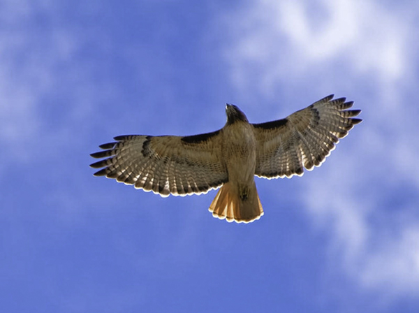 The Red Tailed Hawk