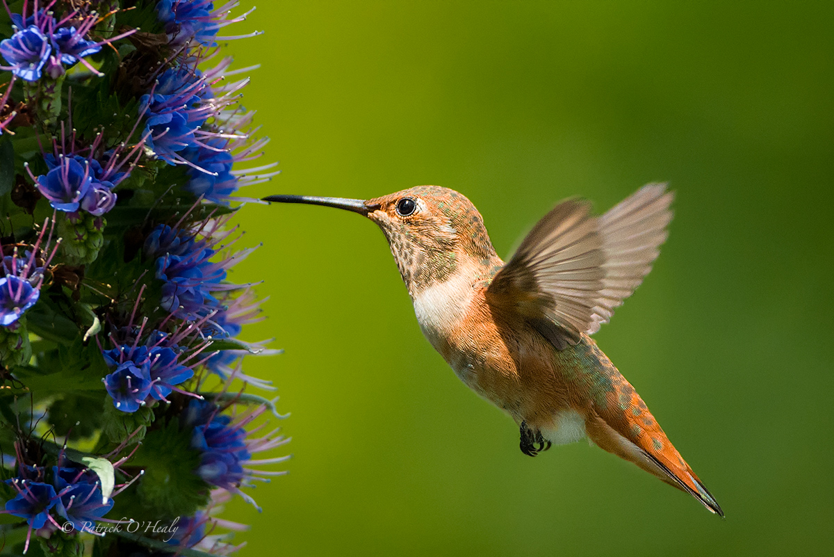Allen's Hummingbird