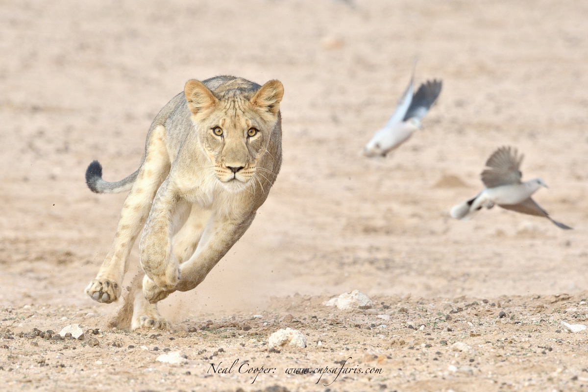 Hungry Lion