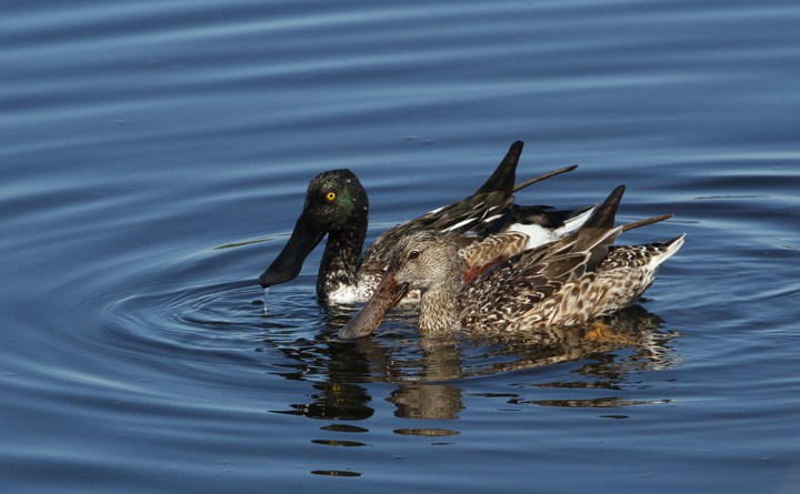 Northern Shoveler