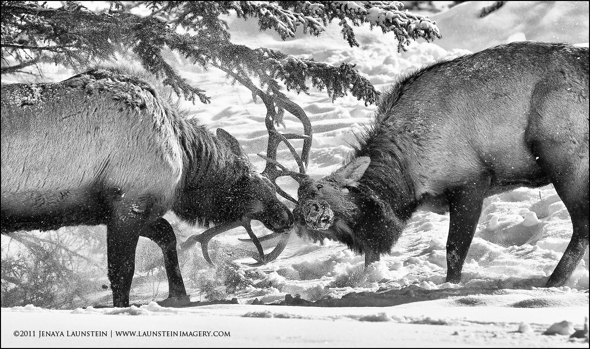 B&W Elk Battle