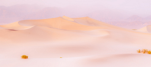 Mesquite