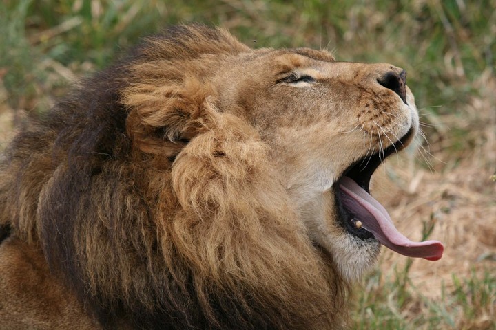 What a yawn
