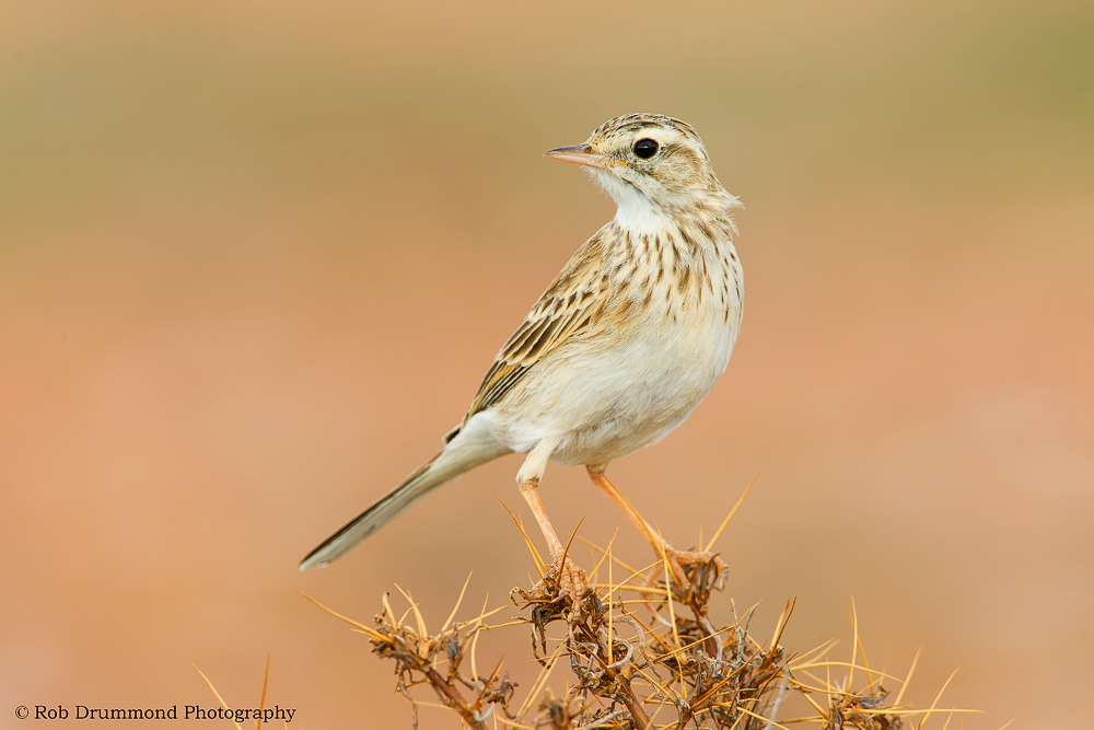 Australian Pipit