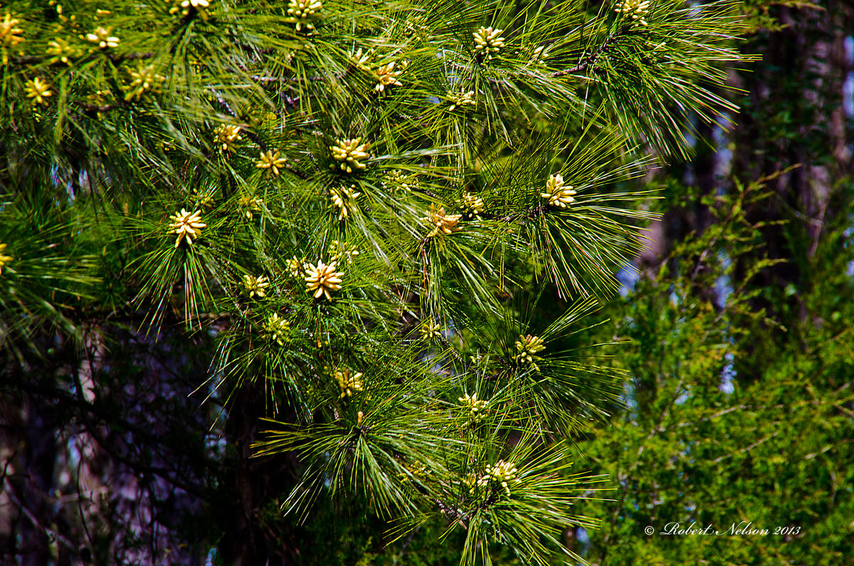Pine