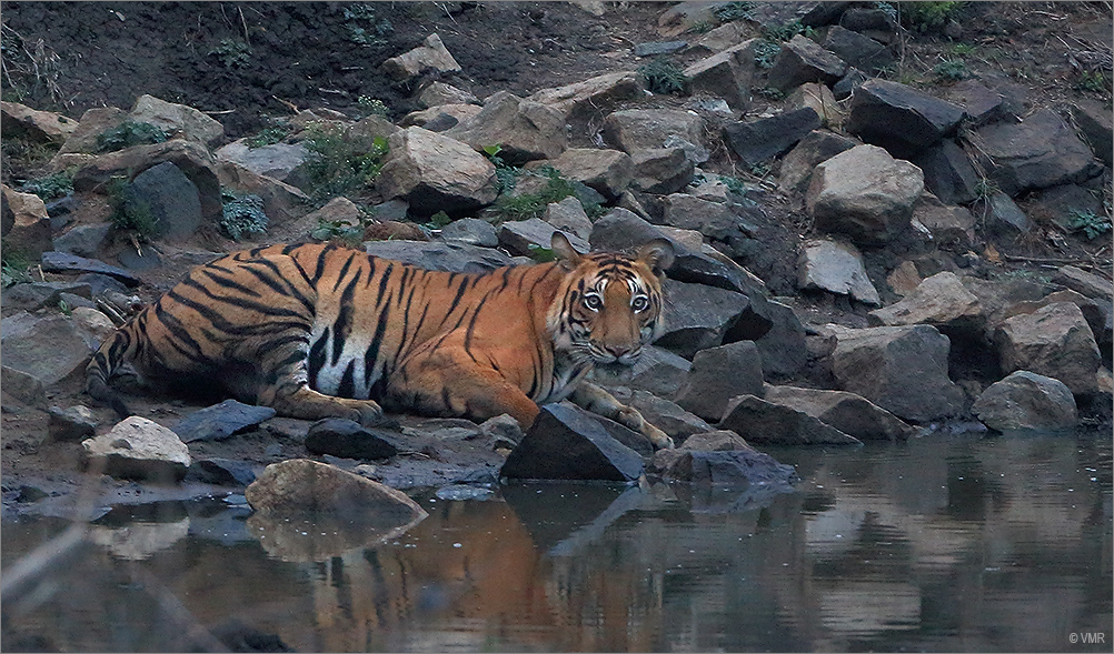Tiger - South India