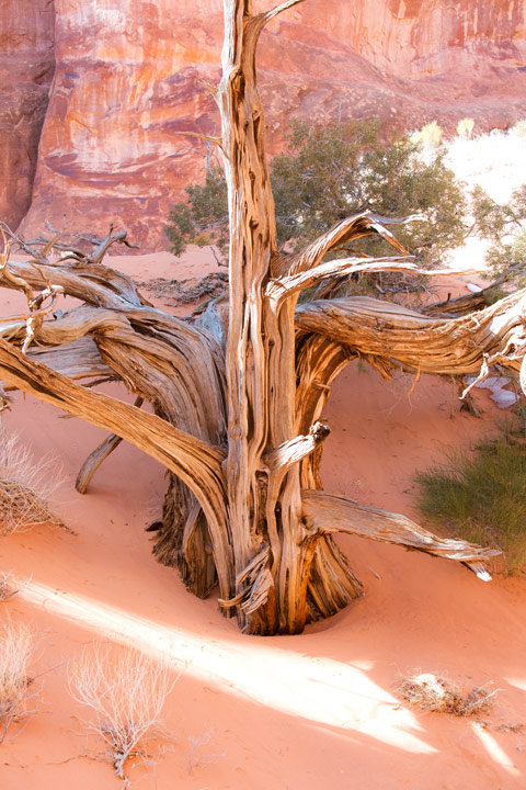 Utah Juniper