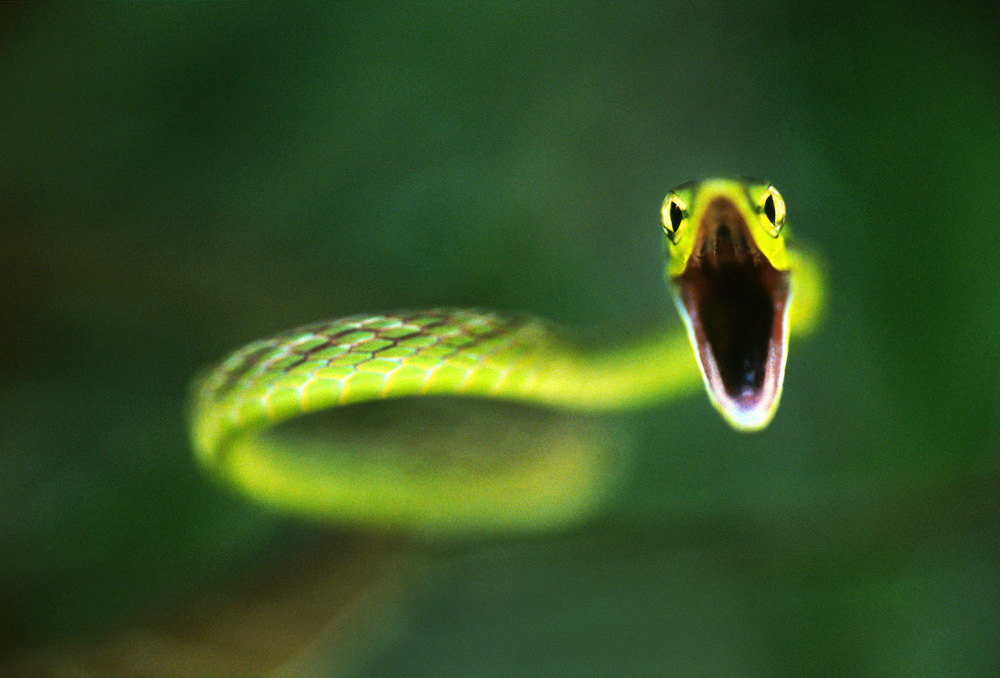 Vine Snake Strike