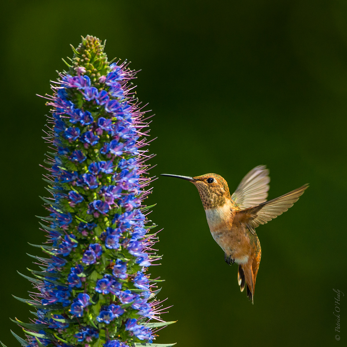 Anna's Hummingbird