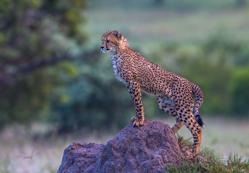 Sweet cub