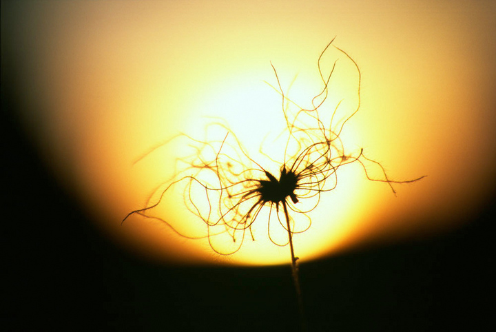 Wild Seed Head