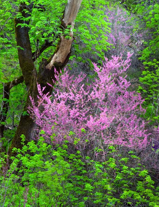 California Redbuds