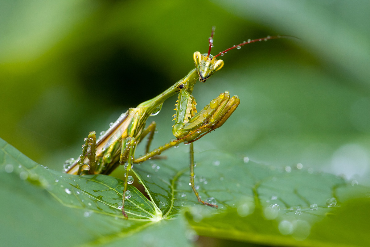 Mantis in pearls