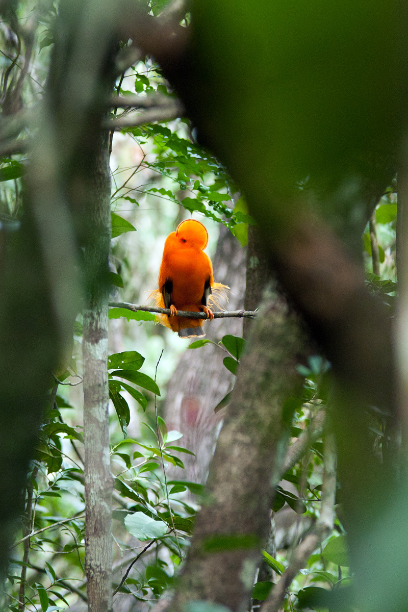 a fireball in the jungle