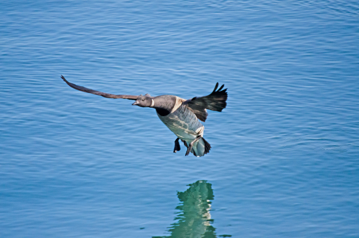 Brant Landing