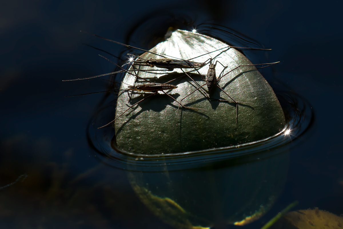 Common Pond Skater