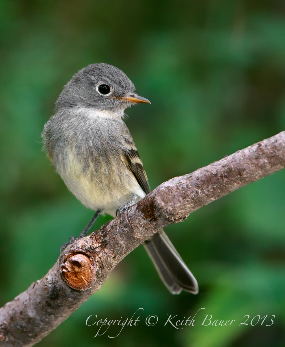 Least Flycatcher