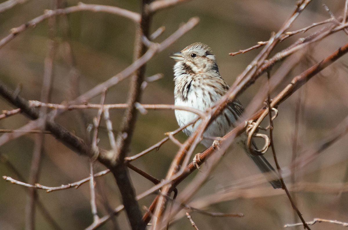 Song Sparrow - Singing