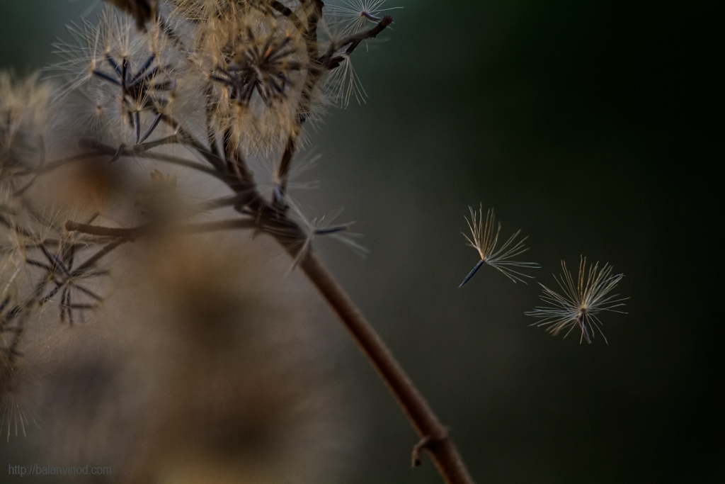 On a Thin Line