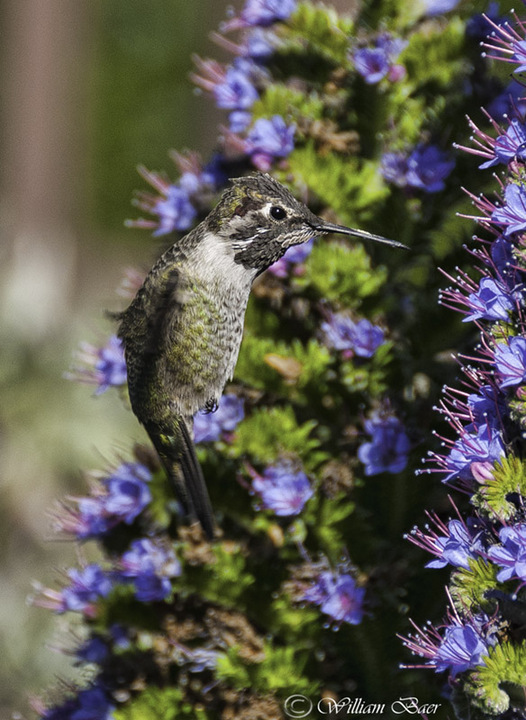 Anna's Humming Bird