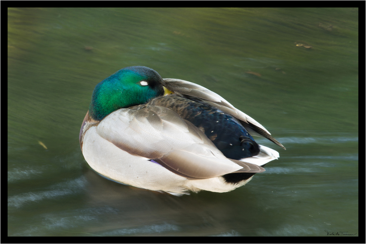 Mallard Nap