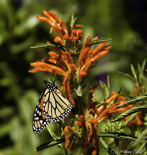 Monarch Butterfly