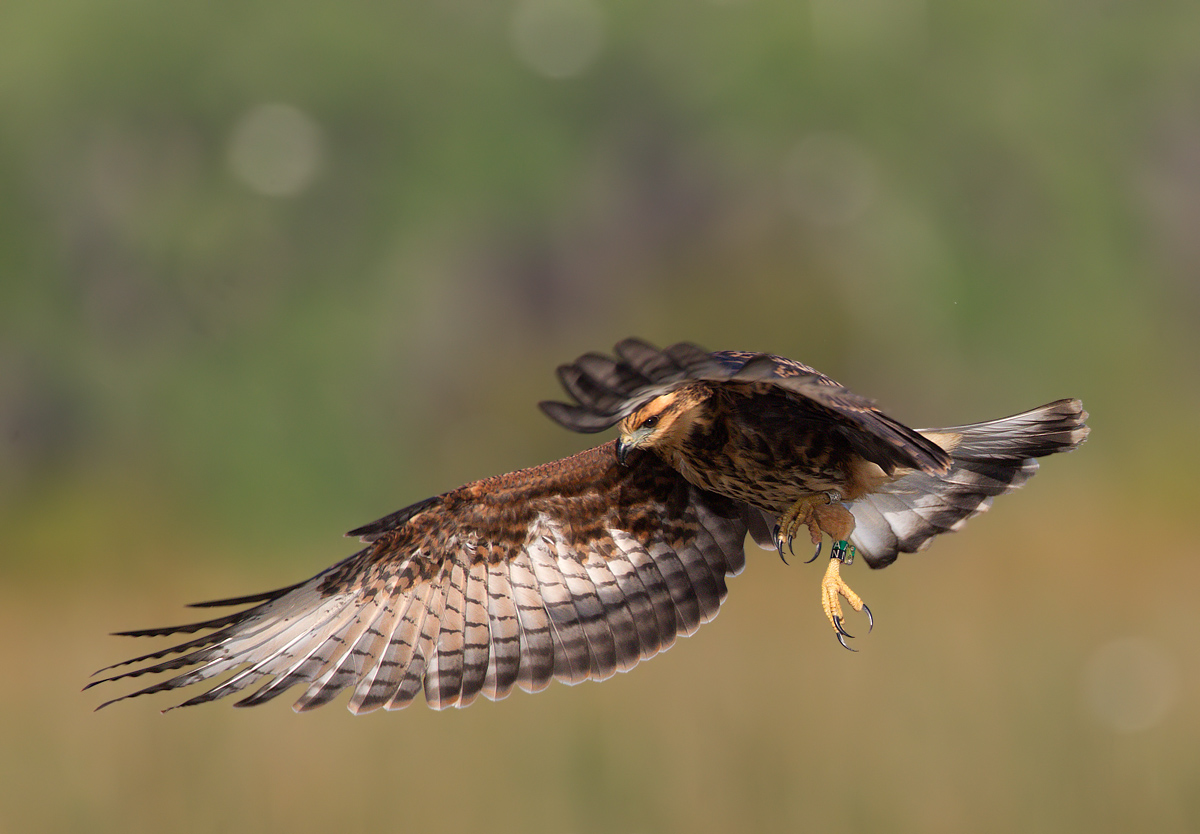 snail kite fledgling