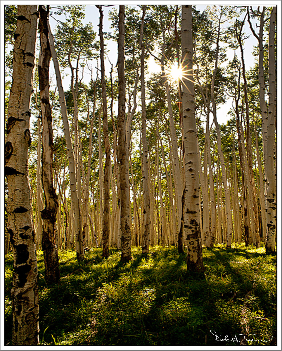 Old Growth Aspens