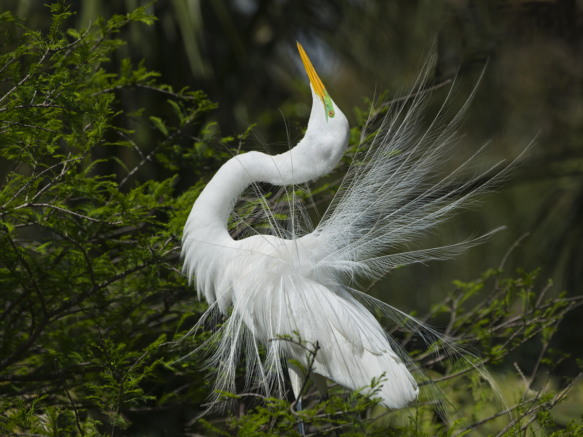 Great Egret 