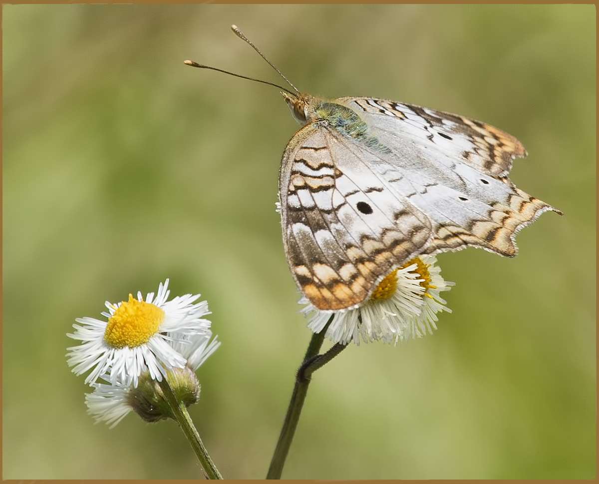 White Peacock