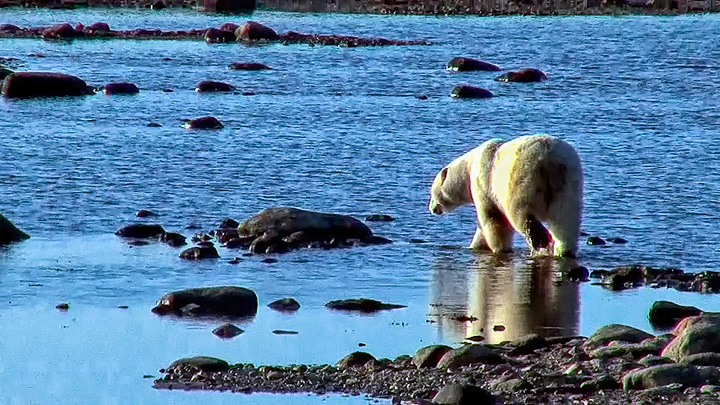 Polar Bear crossing bog