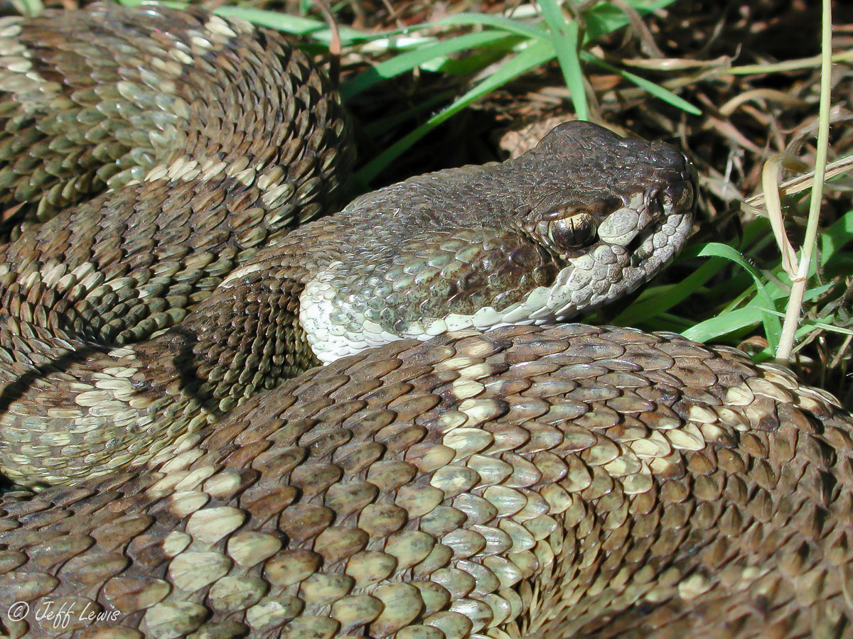 Rattlesnake oldie