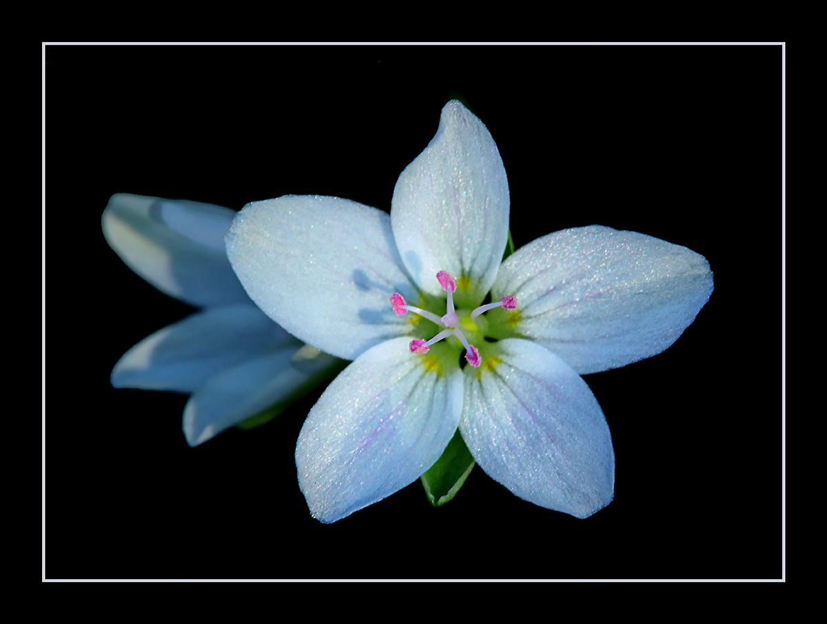 Spring beauty