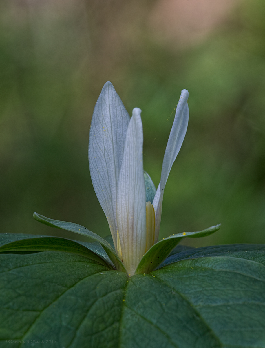 Trillium parviflorum