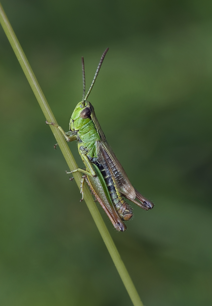 Meadow Grasshopper