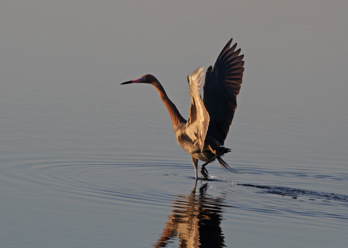 Reddish Egret Dance