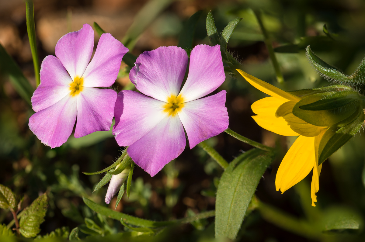 Goldeneye Phlox