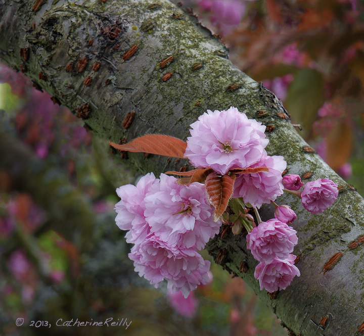 Tree Blossom Time + REPOST