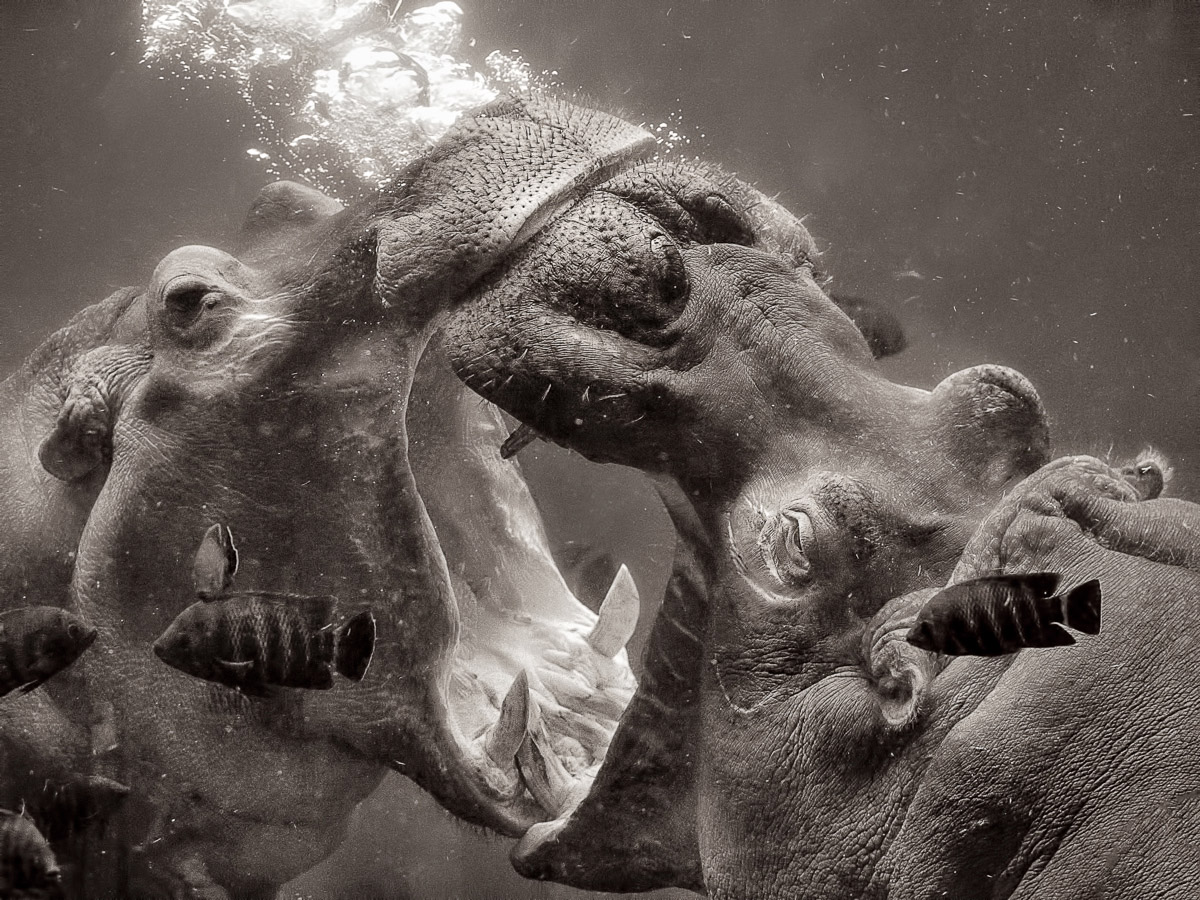 Hippos