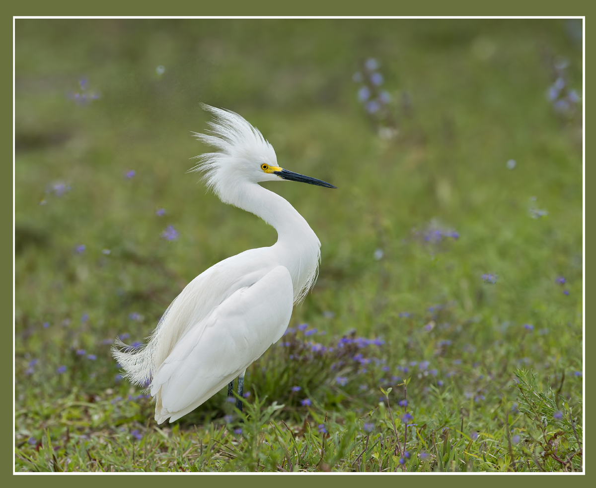 Snowy Egret