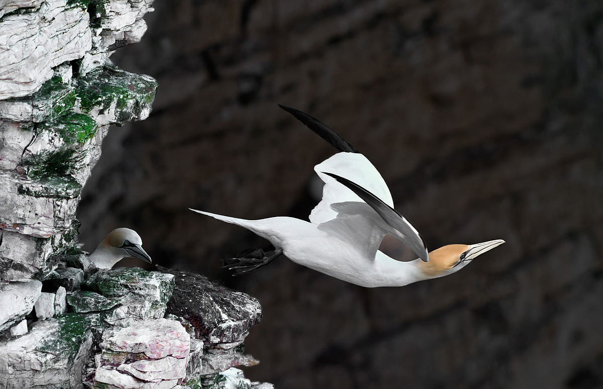 Gannets