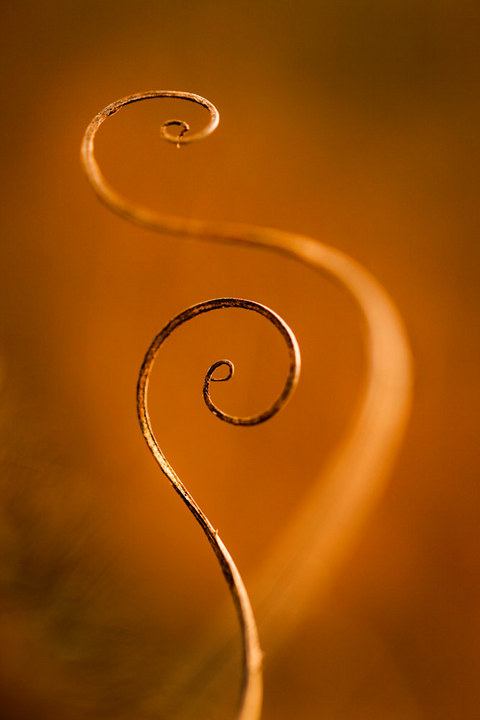 Teasel Tendrils