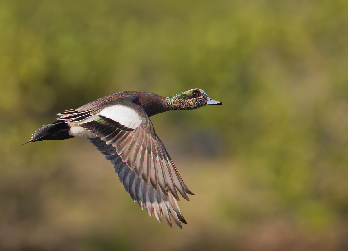 Am. Wigeon