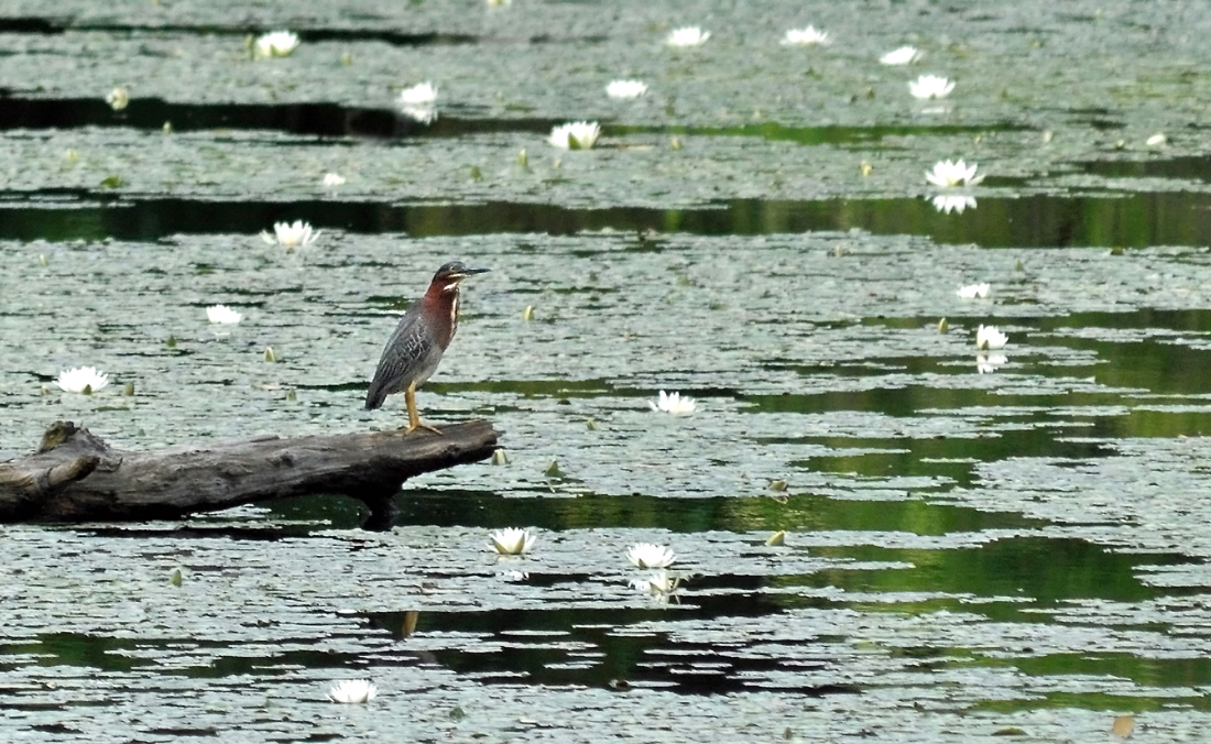 A Heron's View