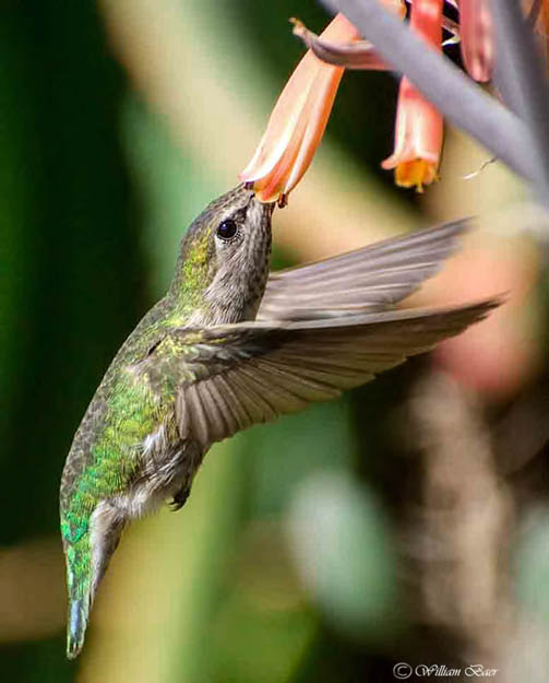 Hungrey Hummer