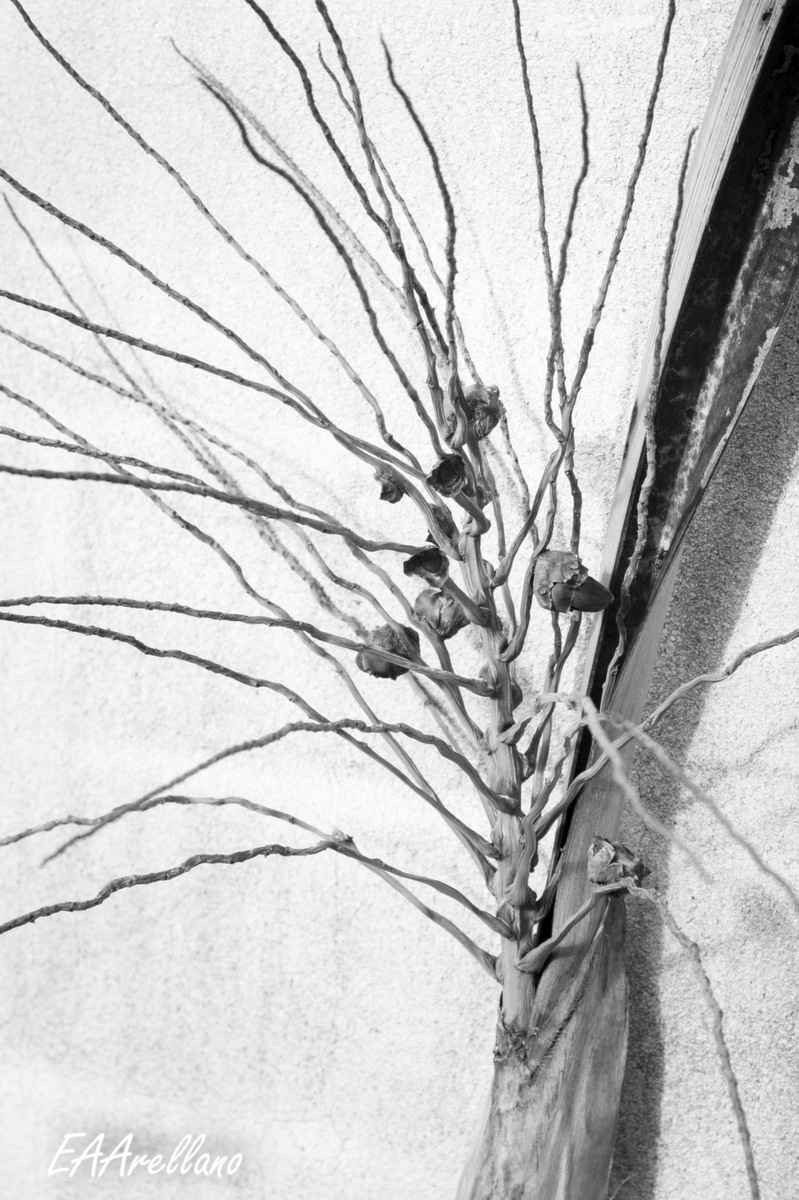 Palm Blossoms